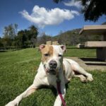 Brenda is a Terrier, American Pit Bull.