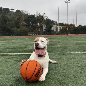 Brenda is a Terrier, American Pit Bull.