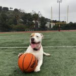 Brenda is a Terrier, American Pit Bull.