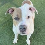 Brenda is a Terrier, American Pit Bull.