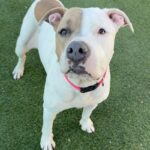 Brenda is a Terrier, American Pit Bull.