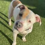 Brenda is a Terrier, American Pit Bull.