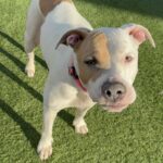 Brenda is a Terrier, American Pit Bull.