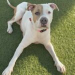 Brenda is a Terrier, American Pit Bull.