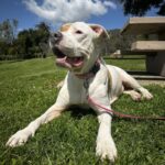 Brenda is a Terrier, American Pit Bull.