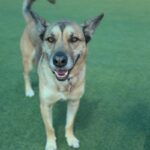 Toro is a Shepherd, German/Mixed Breed (Medium).