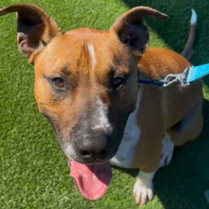 Tito is a Terrier, Pit Bull.