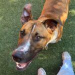 Tito is a Terrier, Pit Bull.