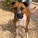 Tito is a Terrier, Pit Bull.