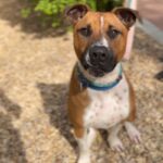 Tito is a Terrier, Pit Bull.