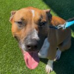 Tito is a Terrier, Pit Bull.