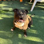 Humble is a Terrier, Pit Bull/Mixed Breed (Large).