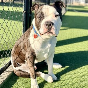Oreo is a Terrier, American Staffordshire.