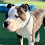 Oreo is a Terrier, American Staffordshire.