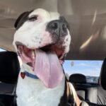 Oreo is a Terrier, American Staffordshire.