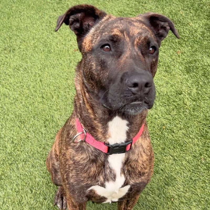 Lucy is a Terrier, Pit Bull.