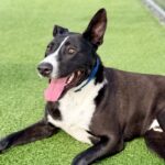 Lenny is a Terrier, Pit Bull.