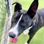 Lenny is a Terrier, Pit Bull.