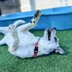 Pebbles is a Pointer.