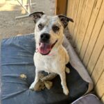 Pebbles is a Pointer.