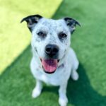 Pebbles is a Pointer.