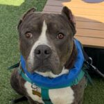 Bruce is a Terrier, Pit Bull.