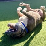 Bruce is a Terrier, Pit Bull.