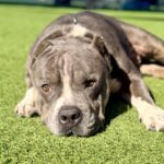 Bruce is a Terrier, Pit Bull.