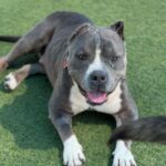 Bruce is a Terrier, Pit Bull.