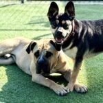 Beatrice is a Shepherd.