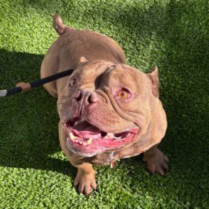 Bartholomew is a Bulldog, French.