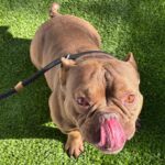 Bartholomew is a Bulldog, French.