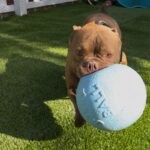 Bartholomew is a Bulldog, French.