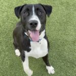 Alvee is a Terrier, Pit Bull.