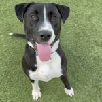 Alvee is a Terrier, Pit Bull.