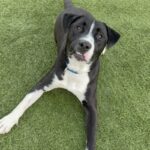 Alvee is a Terrier, Pit Bull.