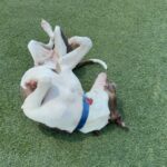 Eric is a Terrier, Pit Bull/Mixed Breed (Medium).