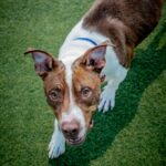 Eric is a Terrier, Pit Bull/Mixed Breed (Medium).