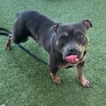 Possum is a Terrier, Pit Bull.