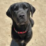 Juniper is a Retriever, Black Labrador/Mixed Breed (Large).