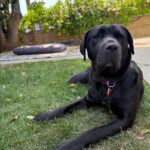 Juniper is a Retriever, Black Labrador/Mixed Breed (Large).