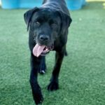 Juniper is a Retriever, Black Labrador/Mixed Breed (Large).