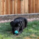 Juniper is a Retriever, Black Labrador/Mixed Breed (Large).