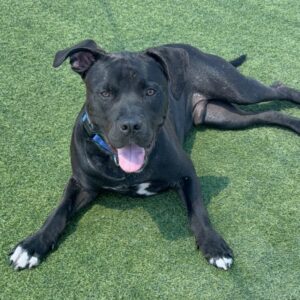 Stanley is a Terrier, Pit Bull/Mixed Breed (Large).