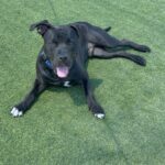 Stanley is a Terrier, Pit Bull/Mixed Breed (Large).