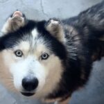 Joshua/mochi is a Malamute, Alaskan/Mixed Breed (Large).