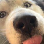 Joshua/mochi is a Malamute, Alaskan/Mixed Breed (Large).