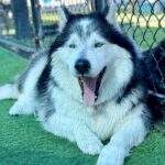 Joshua/mochi is a Malamute, Alaskan/Mixed Breed (Large).