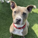 Frankie is a Terrier, Pit Bull.