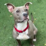 Frankie is a Terrier, Pit Bull.